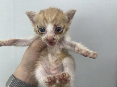 [고양이] 믹스묘 부산-해운대-2025-00152 유기동물 배경 이미지 입니다.